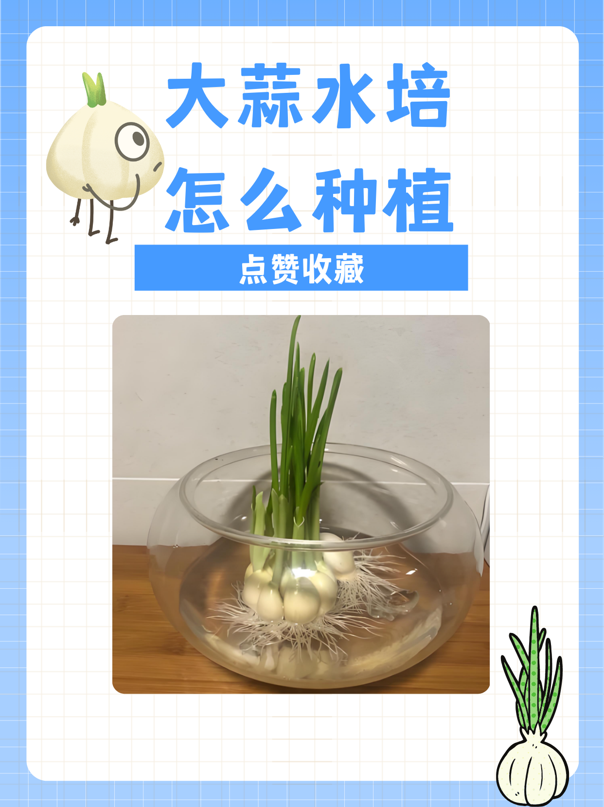 大蒜水培怎么种植