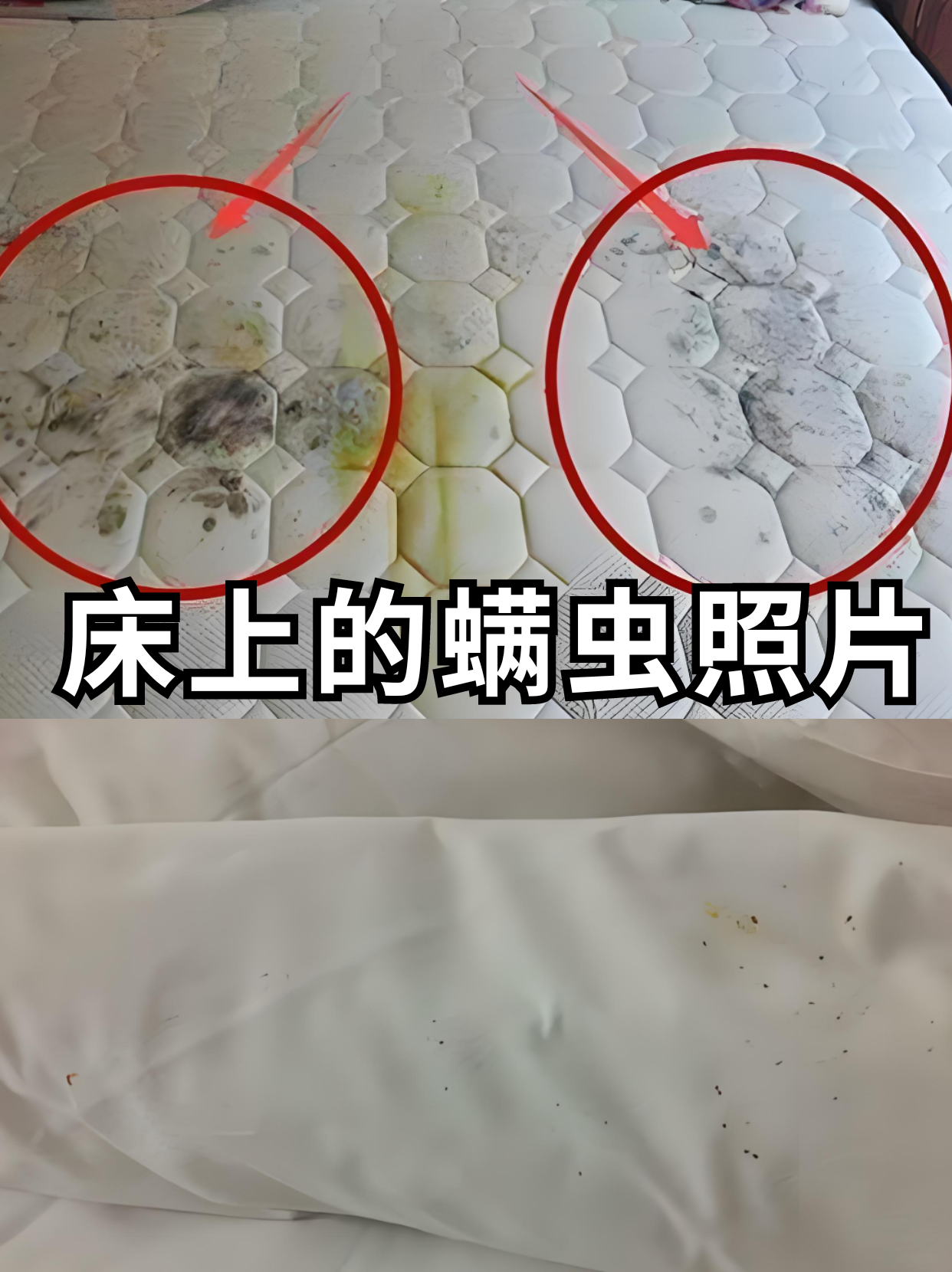 床上的螨虫照片