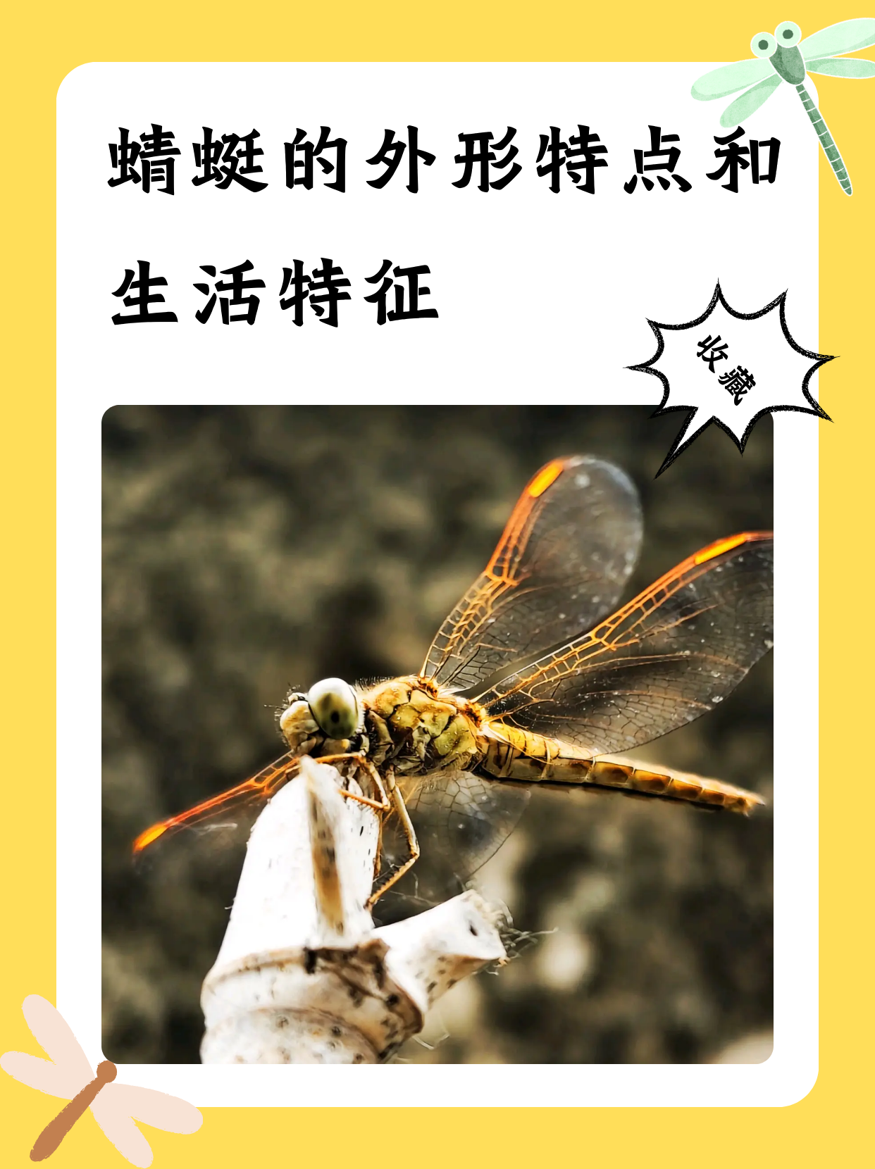 蜻蜓的外形特点和生活特征