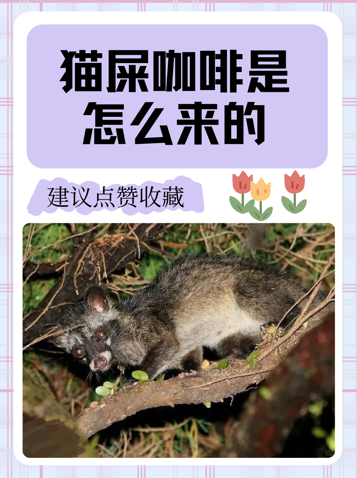 猫能喝咖啡吗(四只猫咖啡好喝吗) 猫能喝咖啡吗(四只猫咖啡好喝吗)