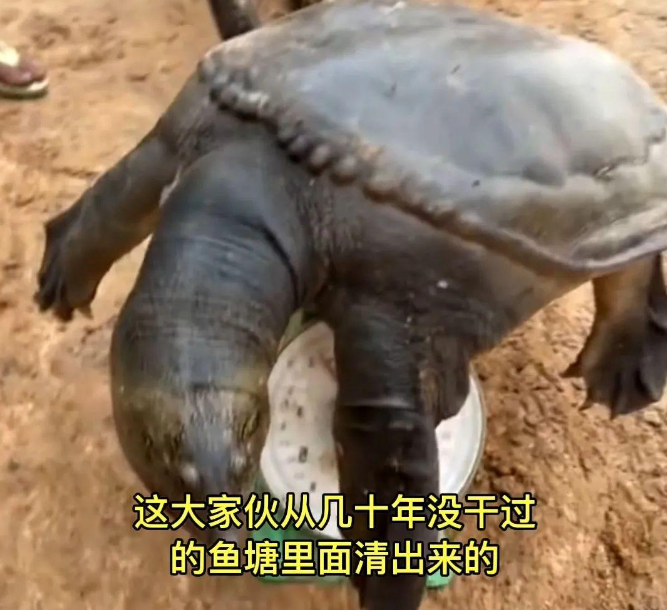 罕见!60斤至尊"鳖王",陈年老塘被挖出,网友喊话求放生!
