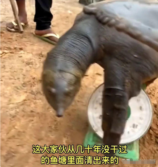 罕见!60斤至尊"鳖王",陈年老塘被挖出,网友喊话求放生!