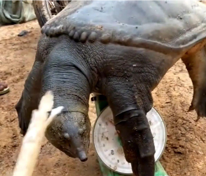 罕见!60斤至尊"鳖王",陈年老塘被挖出,网友喊话求放生!