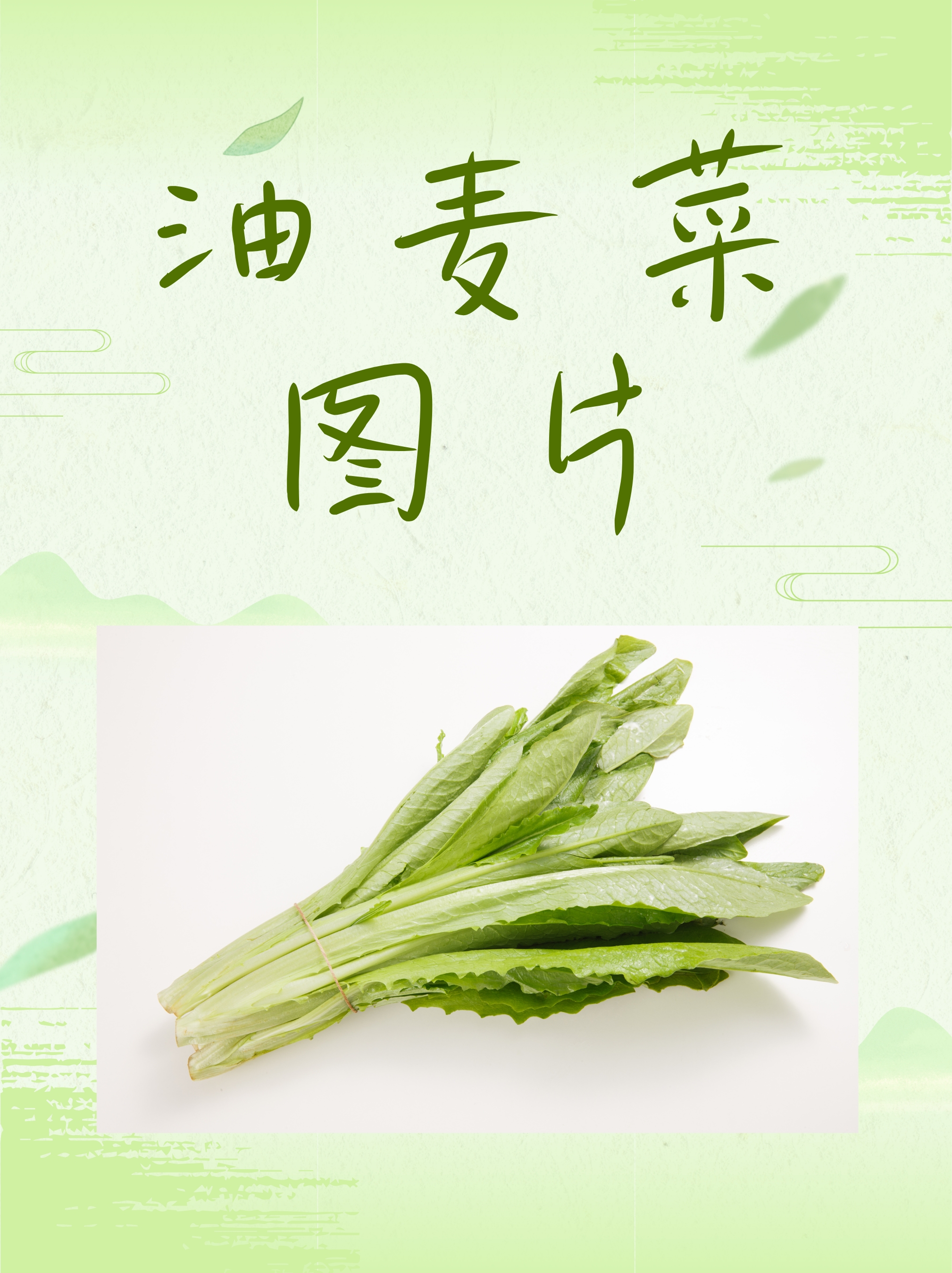 油麦菜图片