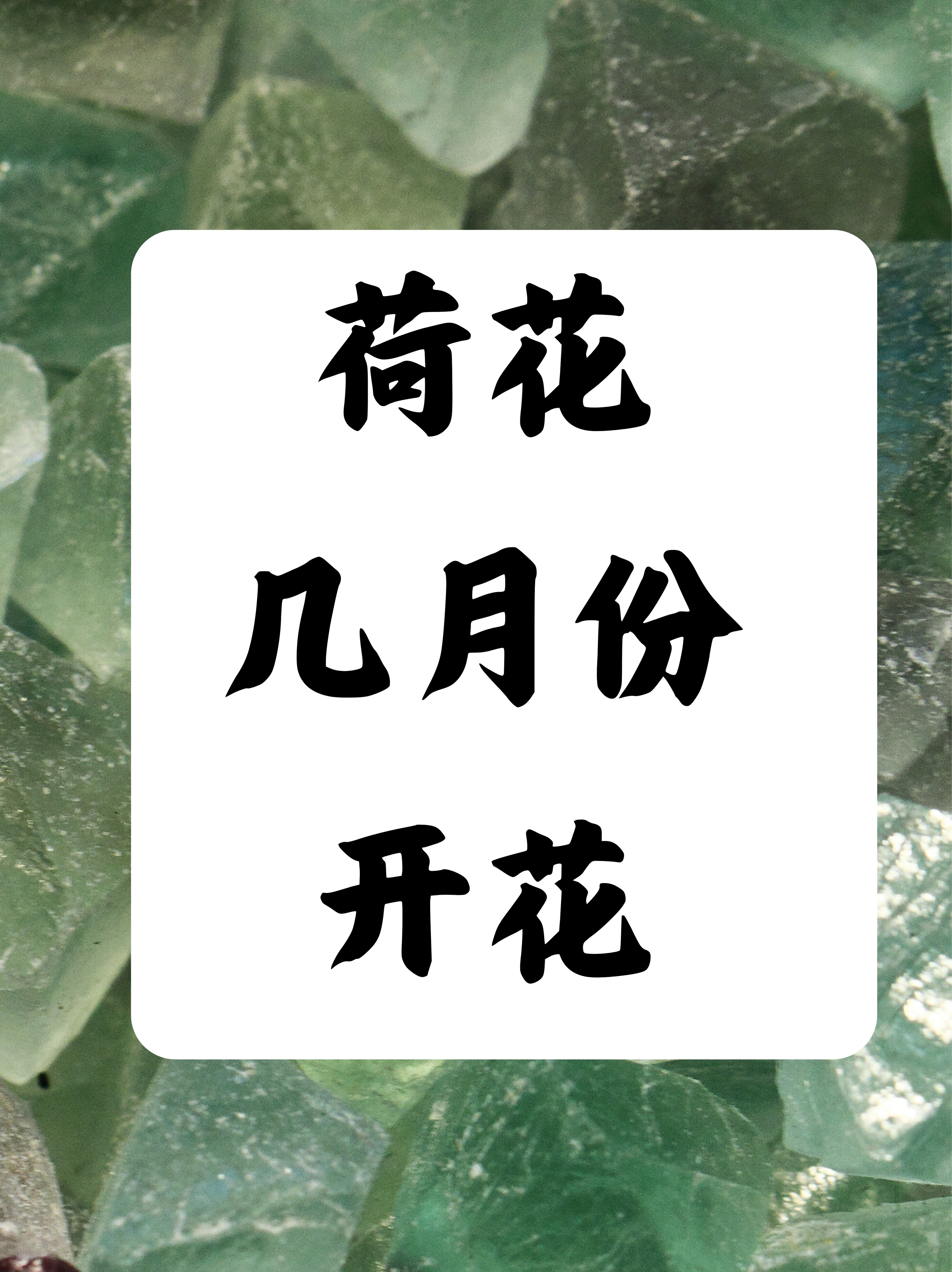 荷花几月份开花?