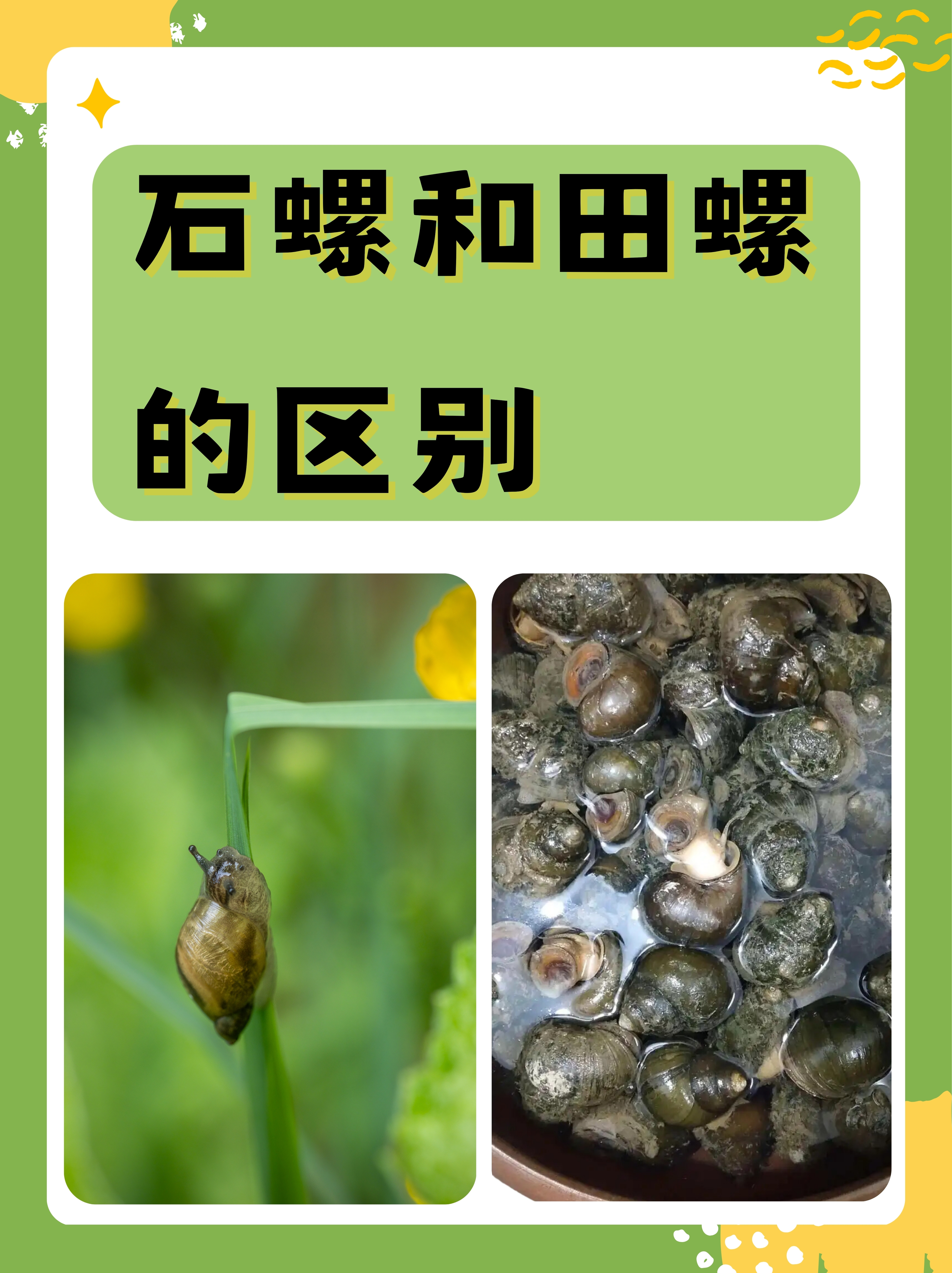 石螺和田螺的区别