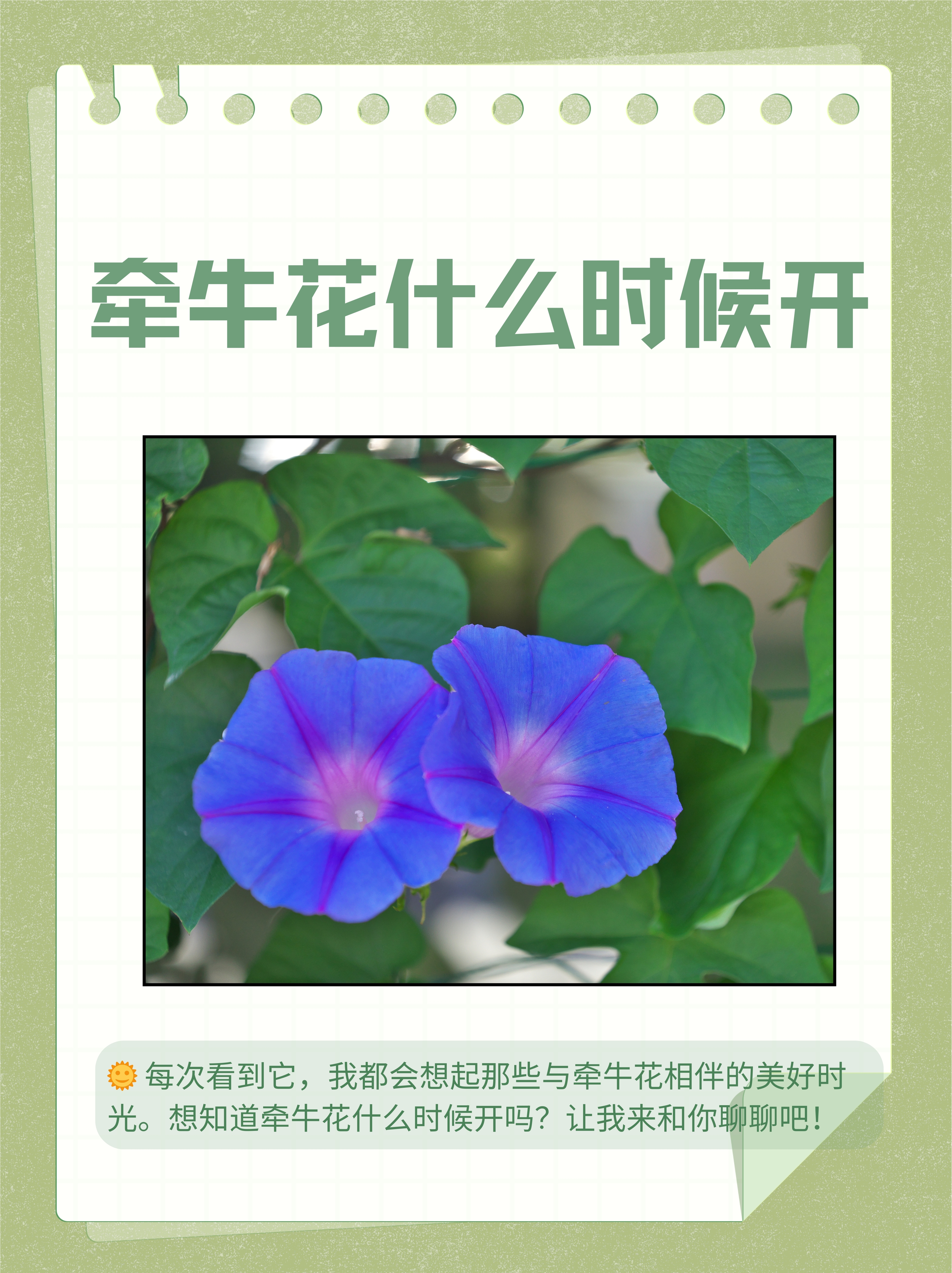 牵牛花什么时候开