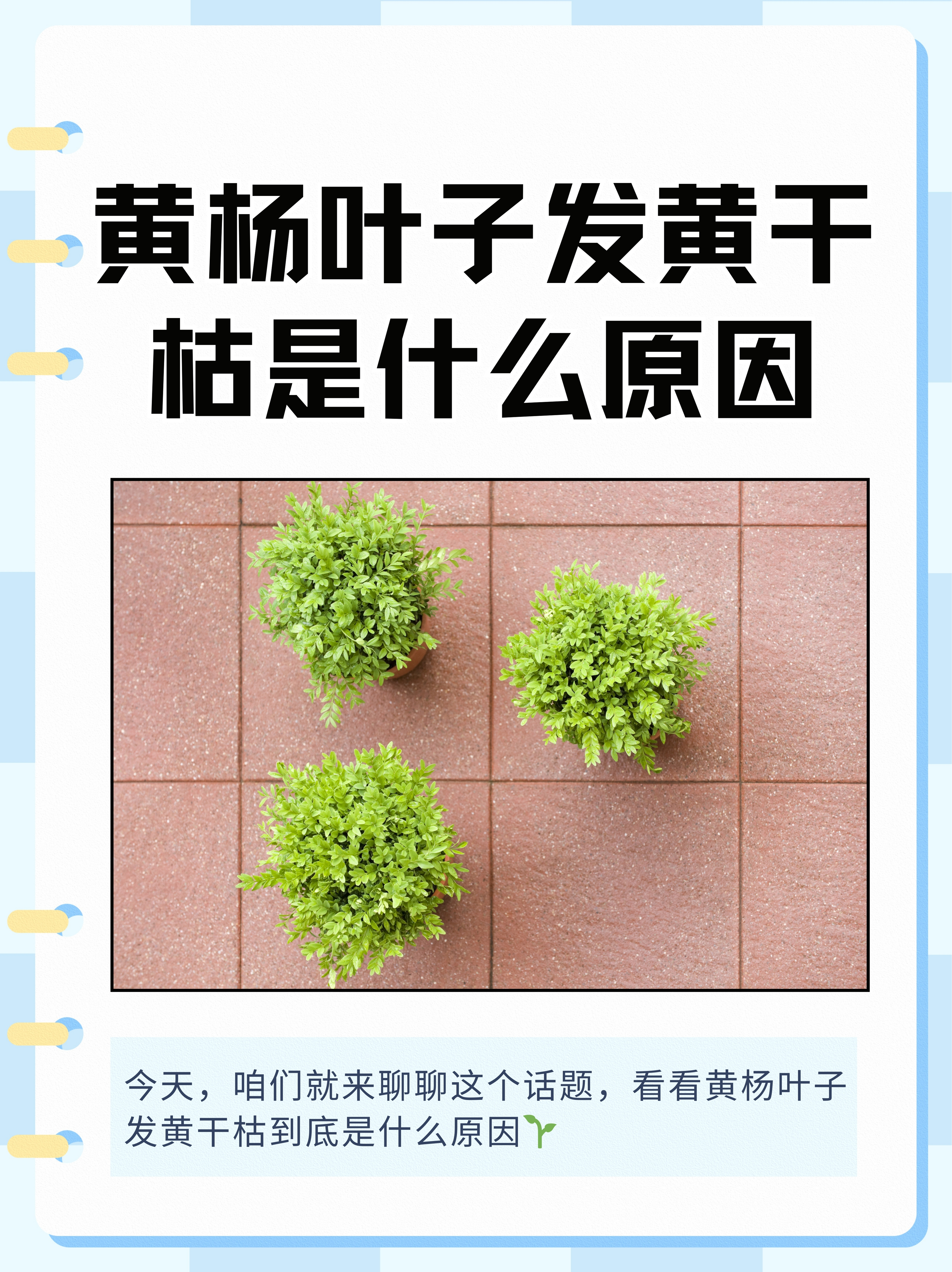 树叶为什么会变黄 树叶为什么会变黄