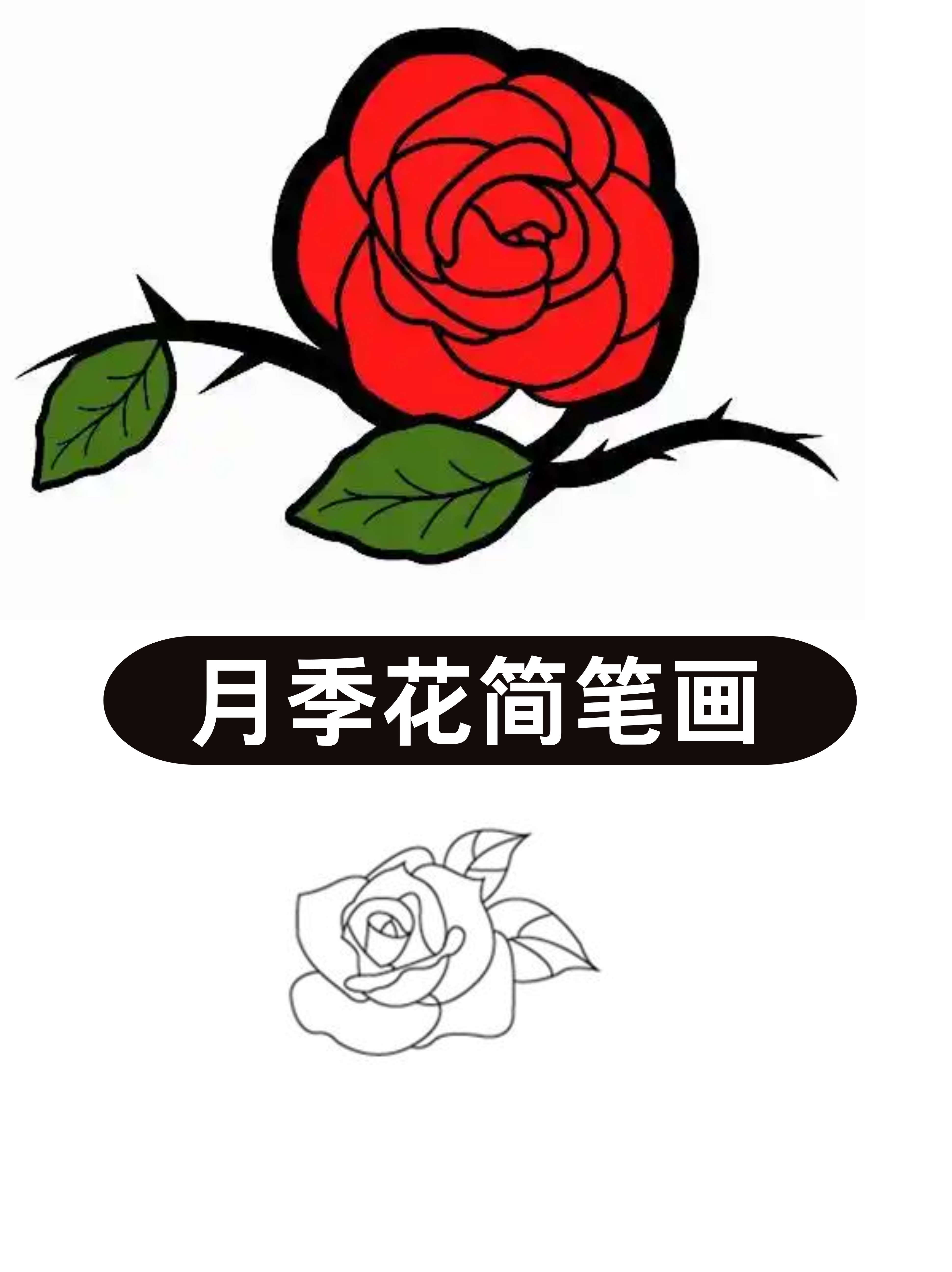 月季花简笔画