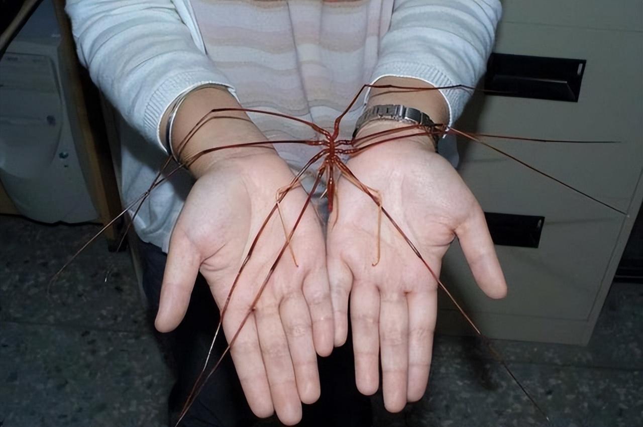 海蜘蛛经过四亿年的历史表明,只要够废物,就无天敌