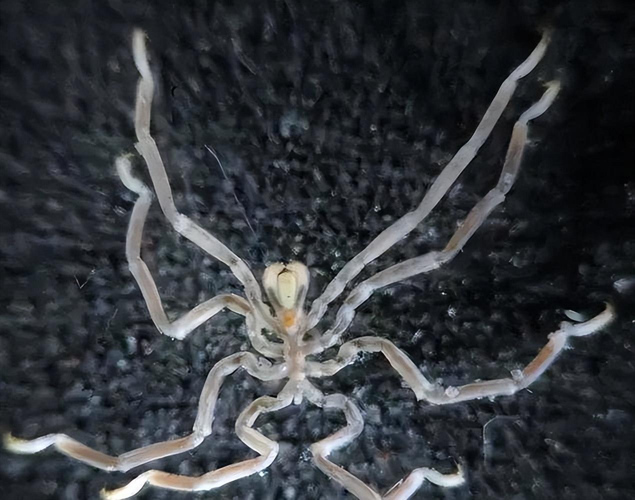 海蜘蛛经过四亿年的历史表明,只要够废物,就无天敌