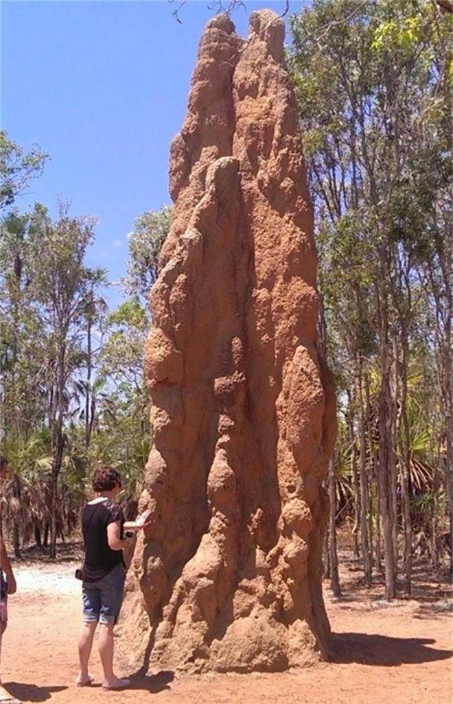 18张不寻常照片,有的一辈子都难得一见,高达数米的白蚁巢穴