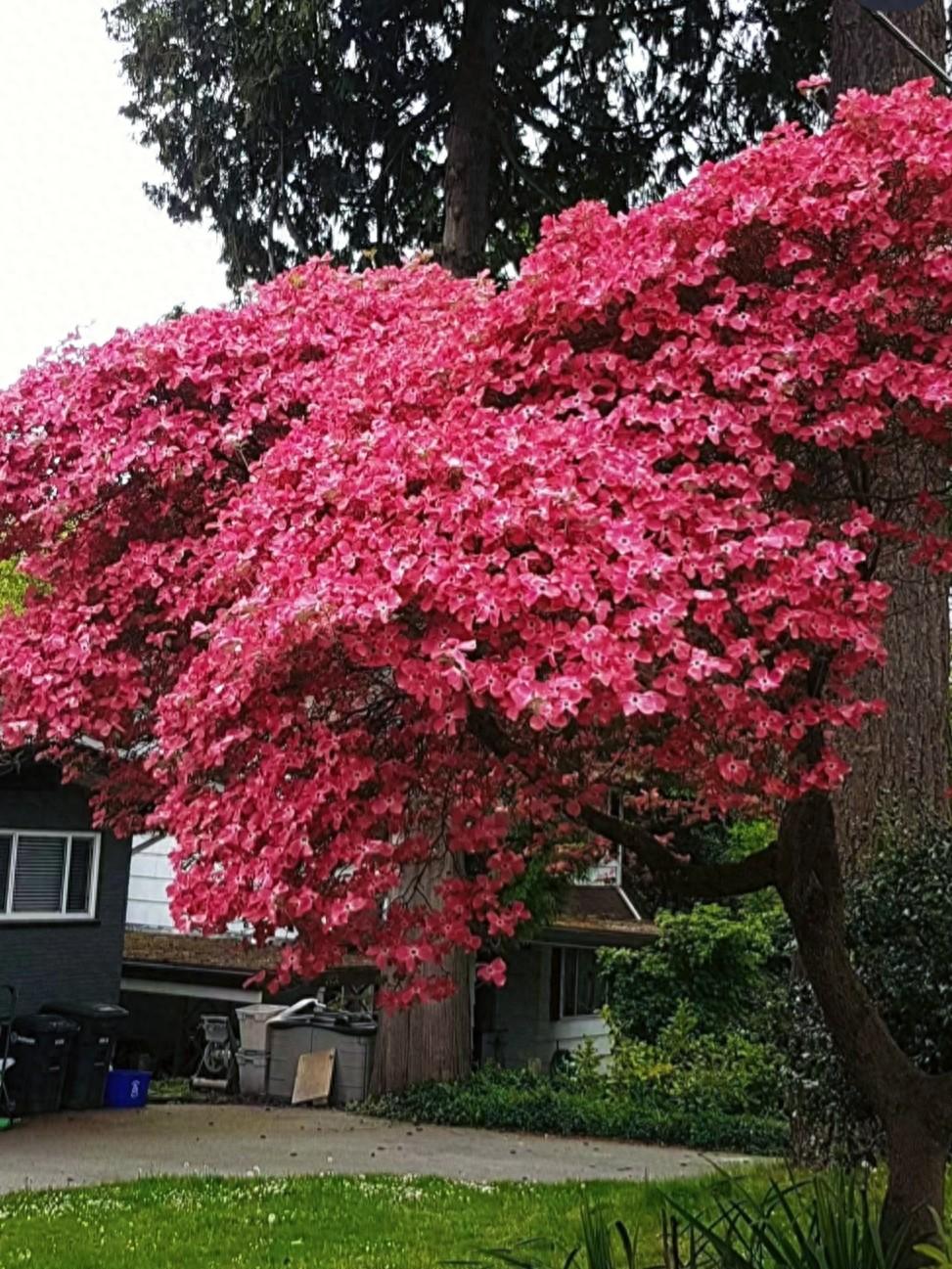 红花四照花种植方法图片