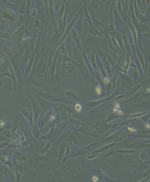 人皮肤成纤维细胞