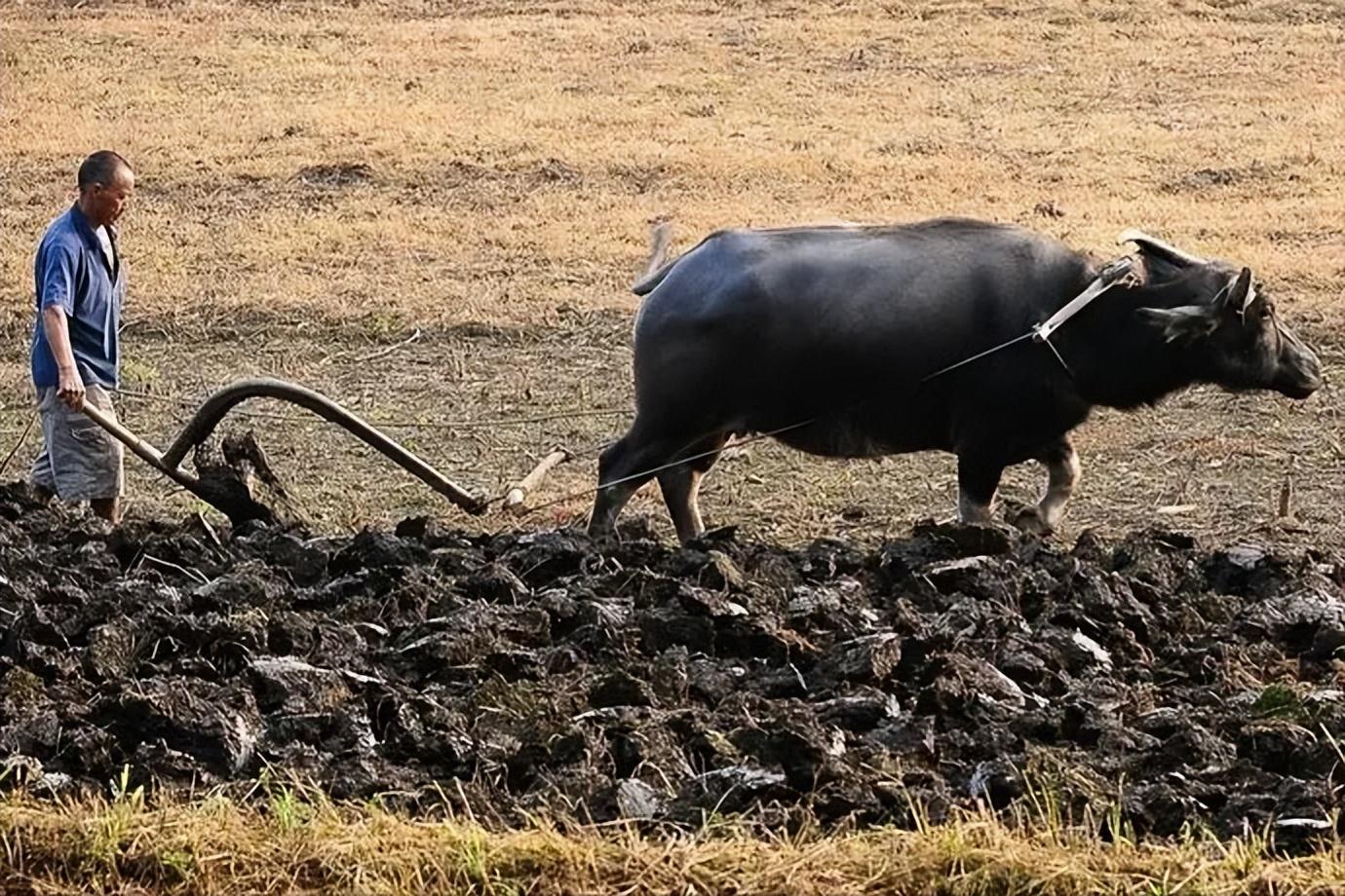 道士看到我家的黑牛后,说它已经死了,现在的它是纸做的,我爷爷却立马