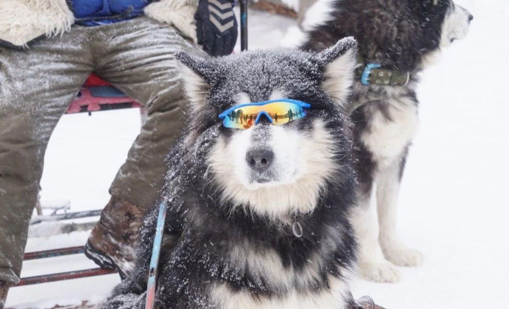 雪橇三傻是哪三种?了解这些狗狗后,你还会觉得它们傻吗?