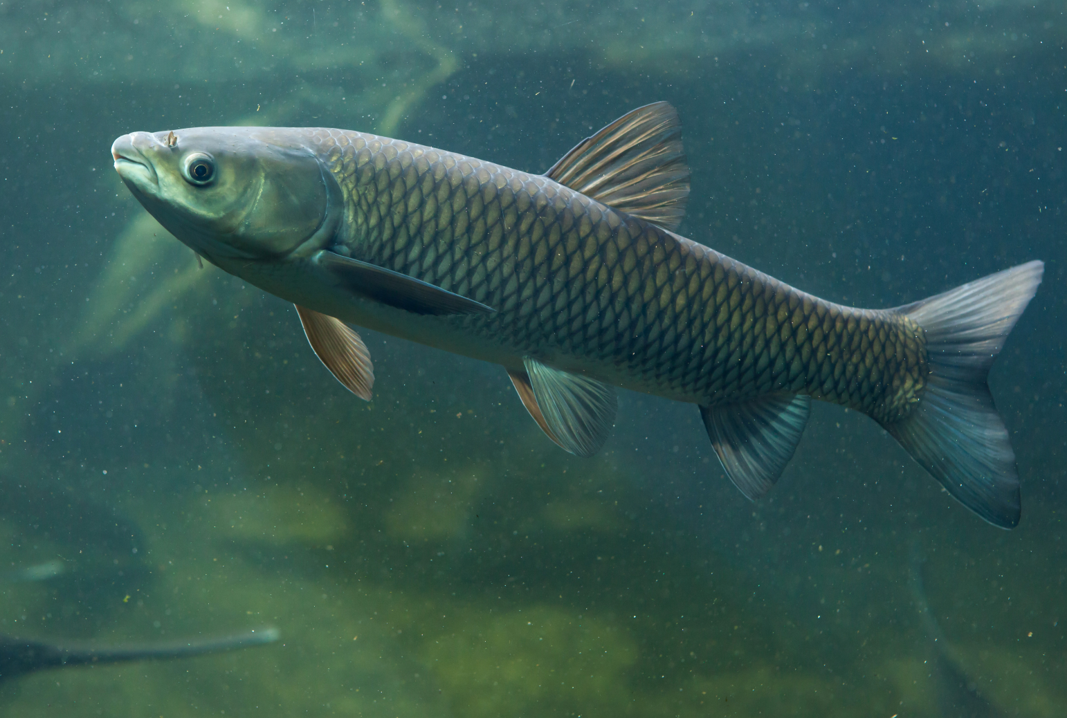 草鱼需要每天喂草吗?草鱼"食草"新解