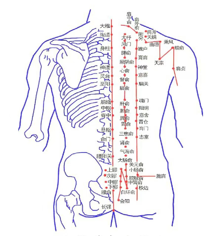背部拔罐:舒缓酸痛,排毒养生,轻松改善身体健康