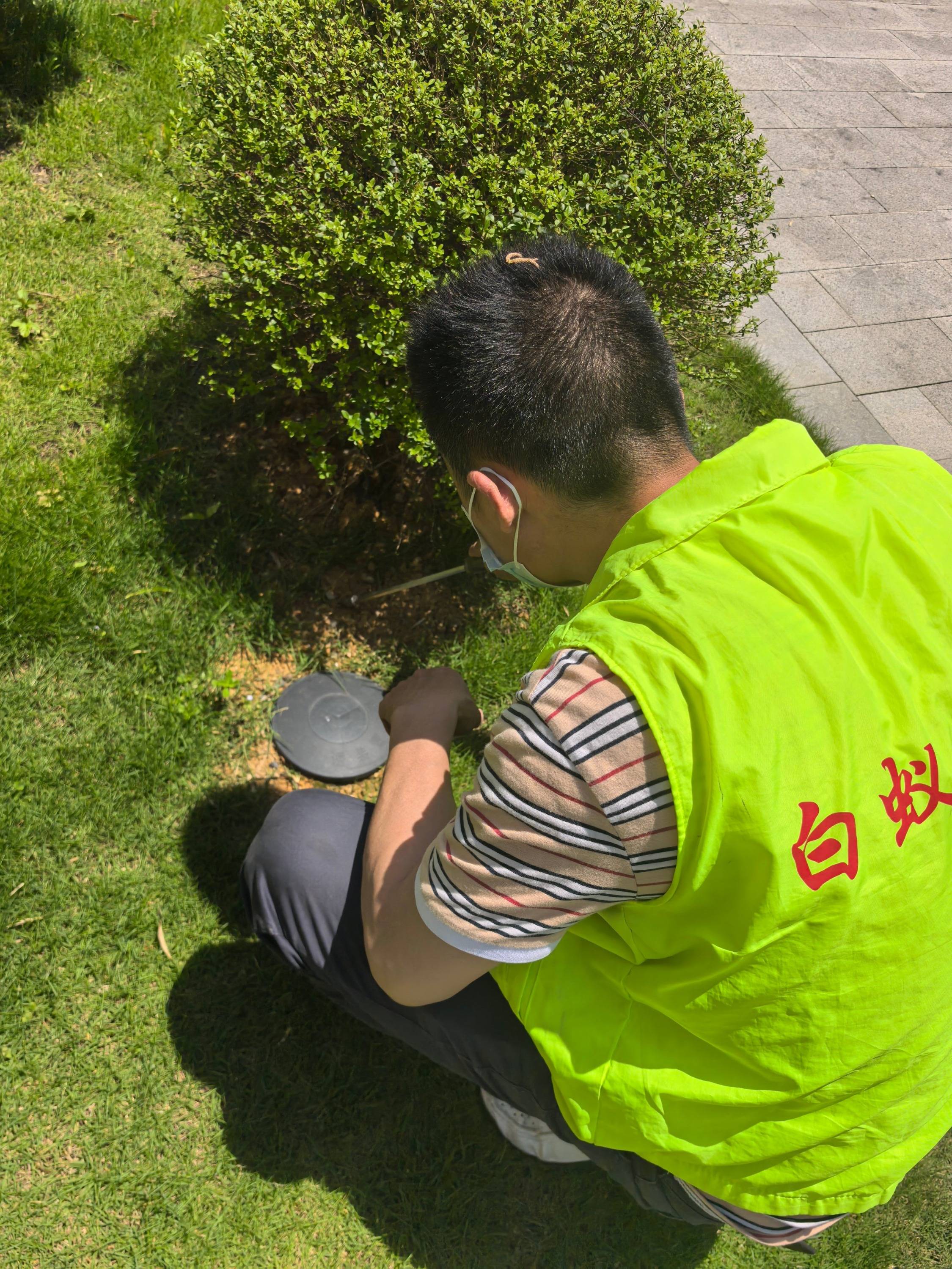 白蚁虽小危害却大如何有效防治?