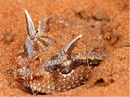 故事:四川网友拍到不明生物,惊动专家团队:这是最接近龙的物种