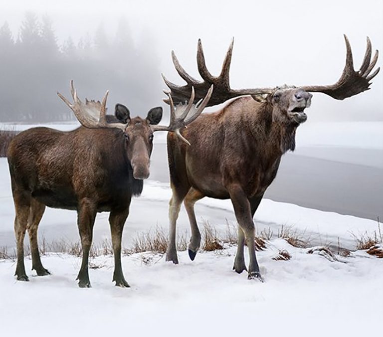 18张现代动物与史前祖先对比照,感叹基因强大,太让人震撼