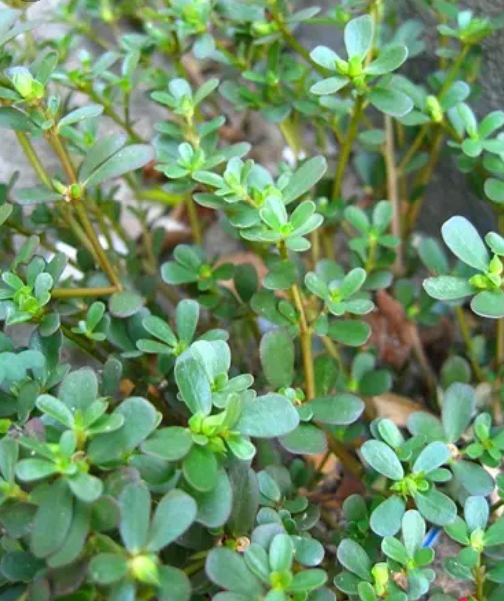 曾喂猪的 "蔬菜皇后",钙比牛奶,omega