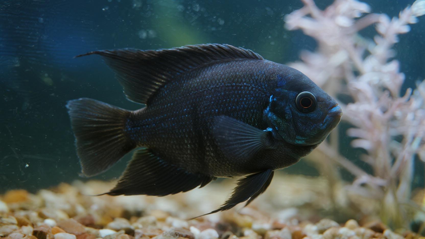 黑玛丽鱼为什么不建议养