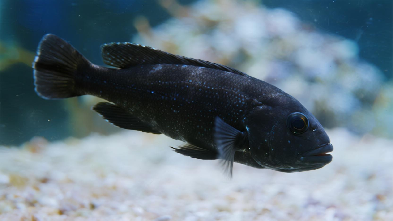 黑玛丽鱼为什么不建议养