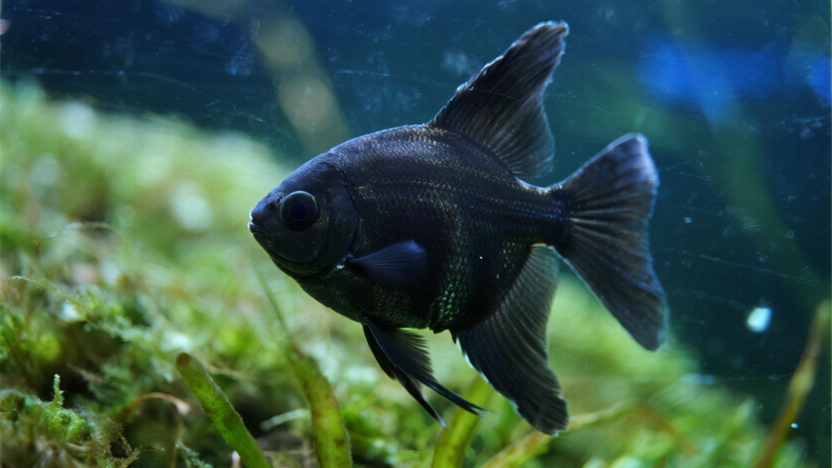 黑玛丽鱼为什么不建议养