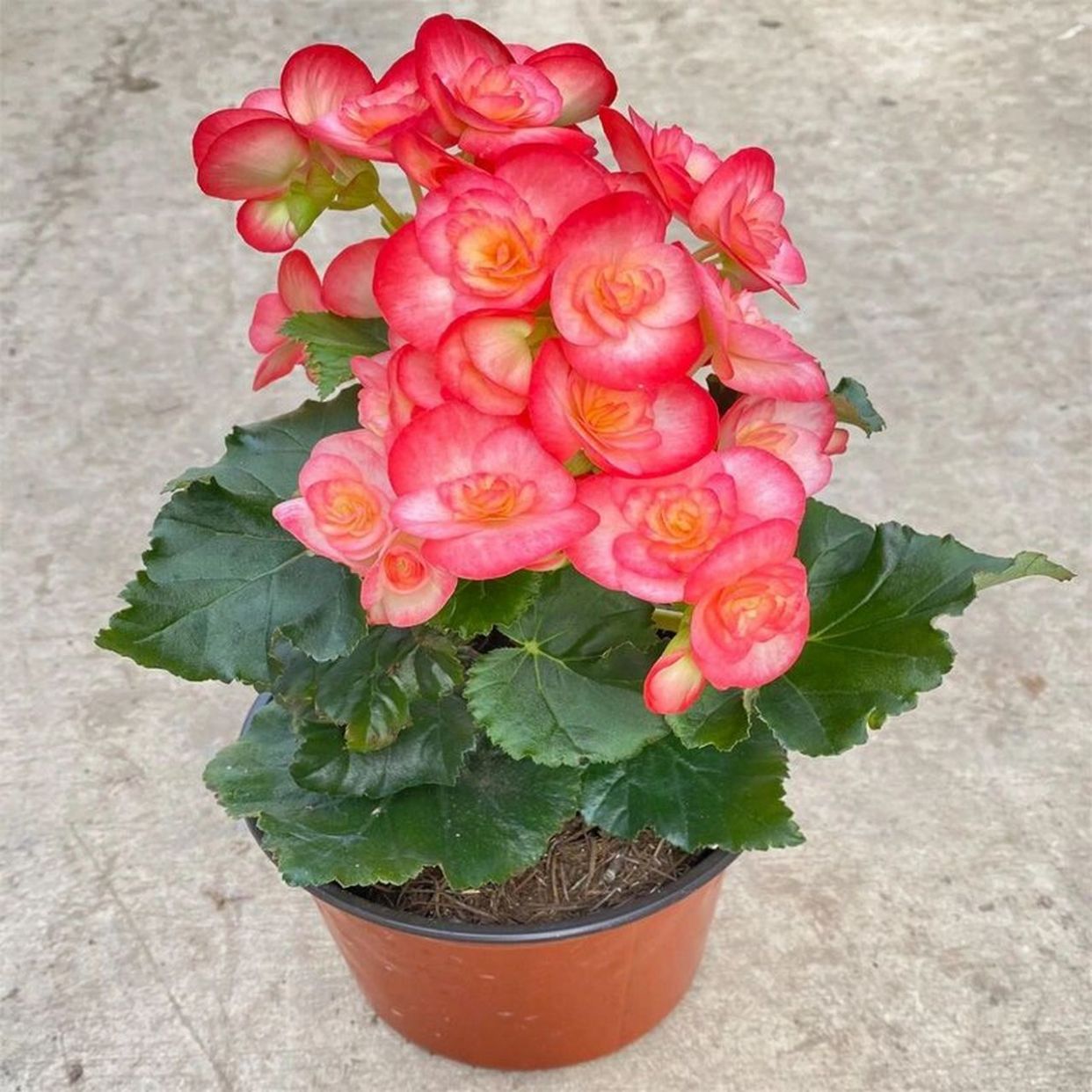 四季海棠花养殖方法与技巧