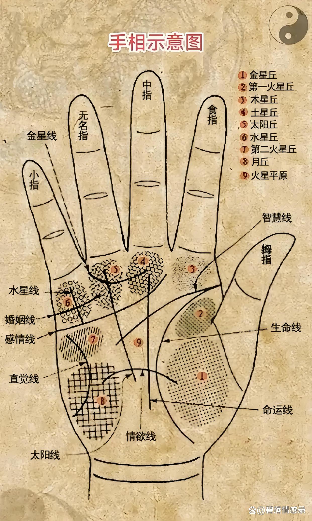 十二生肖手相运势男士图(十二生肖手相位置图)