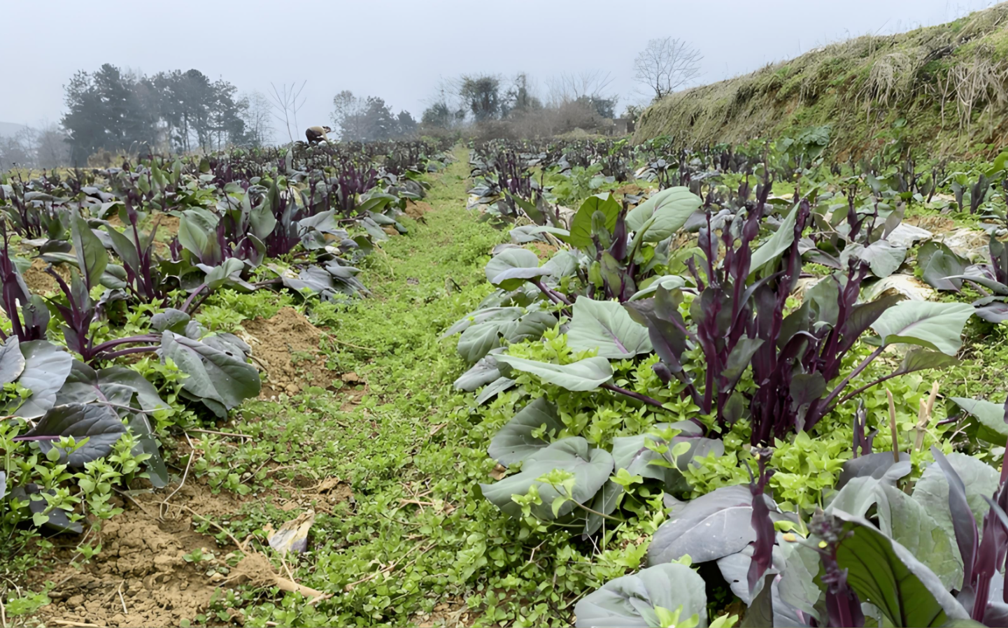 红菜苔种植全攻略:选种到采收,手把手教你,新手也能大丰收!