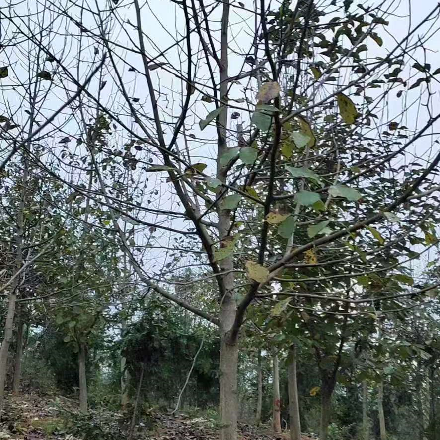 云南白玉兰小苗
