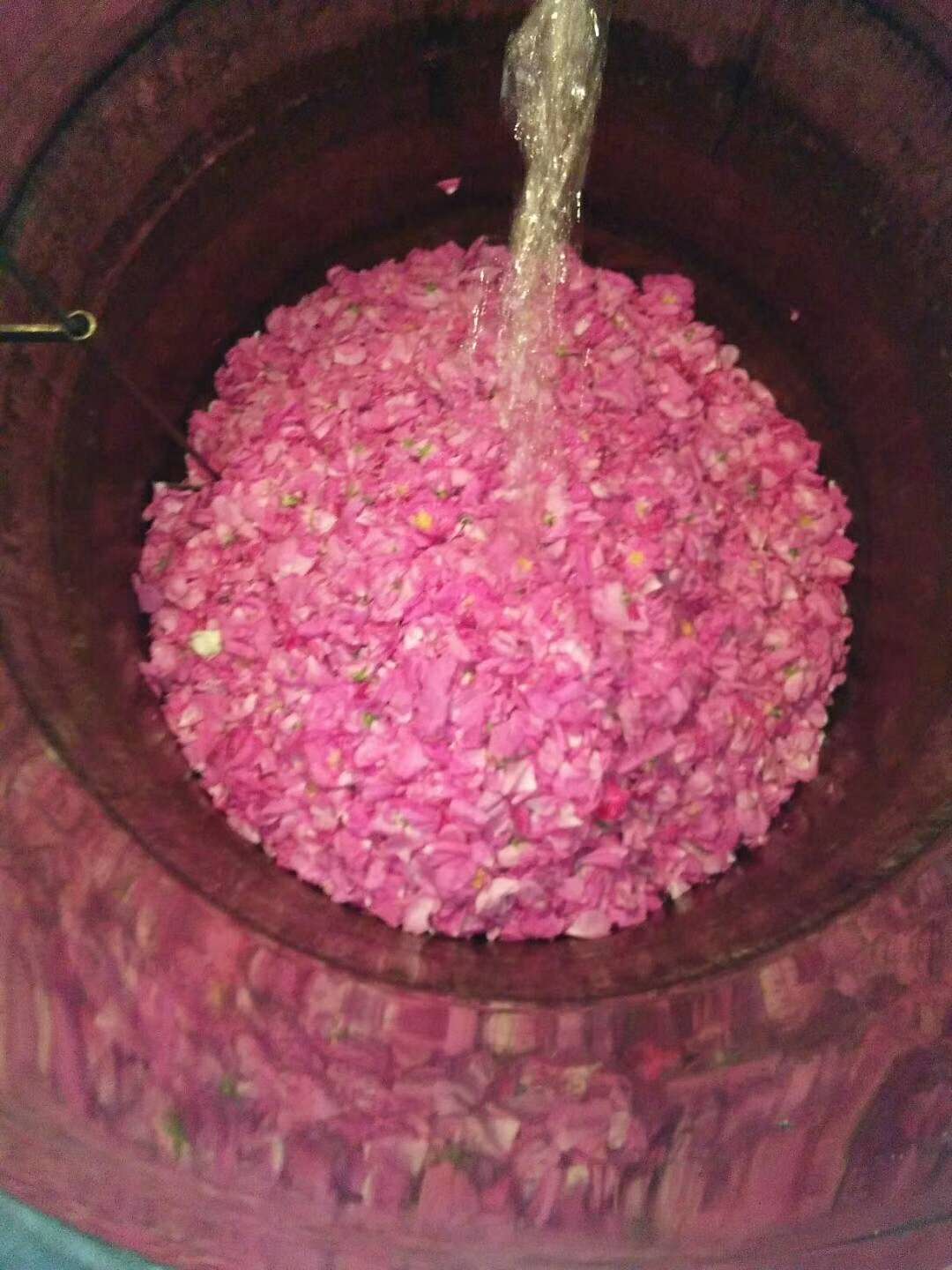 玫瑰精油提取设备的生产加工及工艺流程