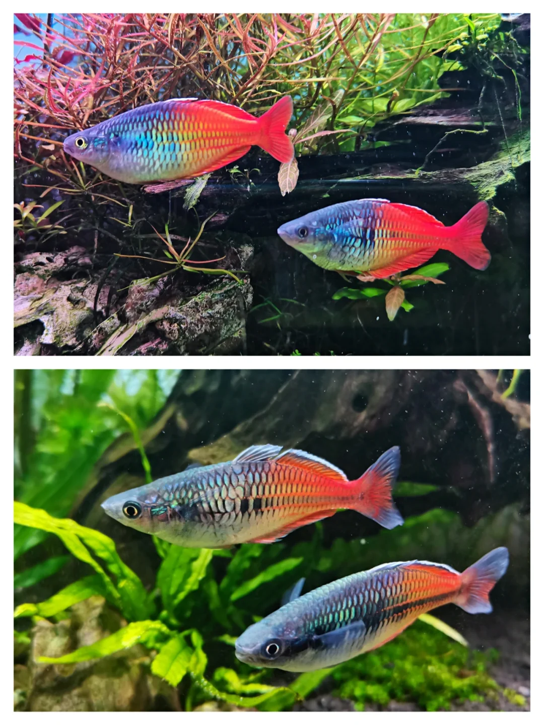 石美人鱼:等待一年的"彩虹",告诉你什么叫延迟满足!