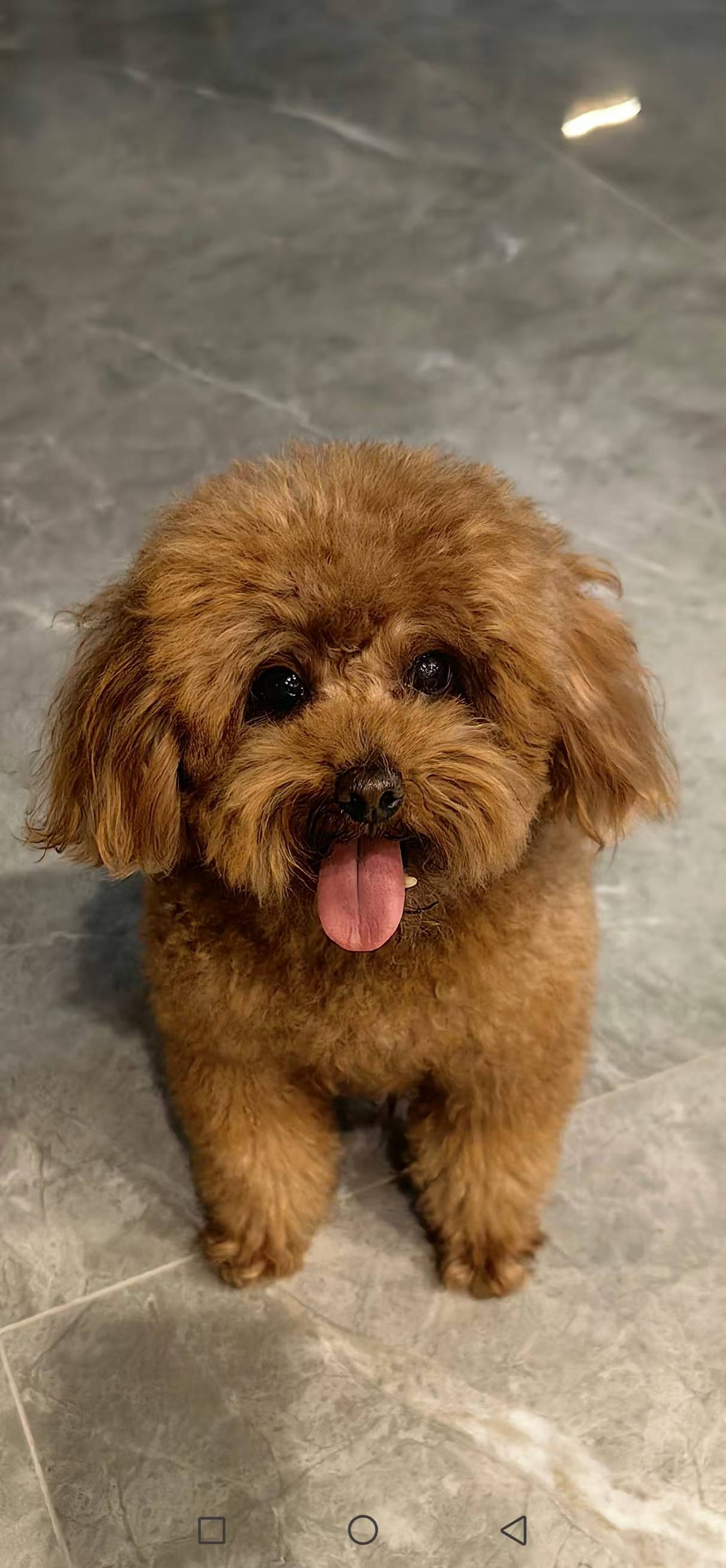 这6种"小型犬",寿命长又比较好养!