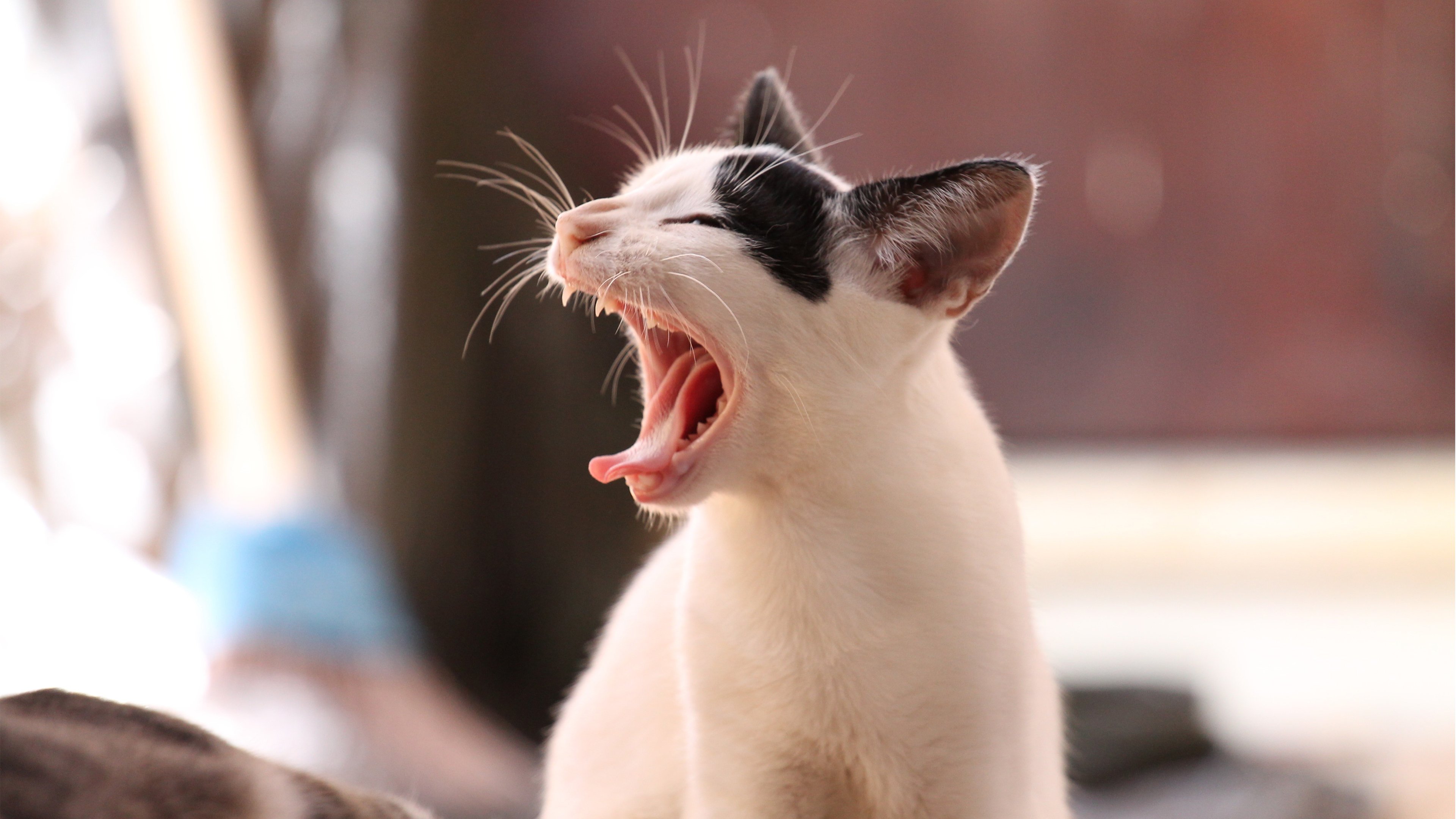 生肖猴兔年运势如何呢(属猴人兔年运程每月运程每月)