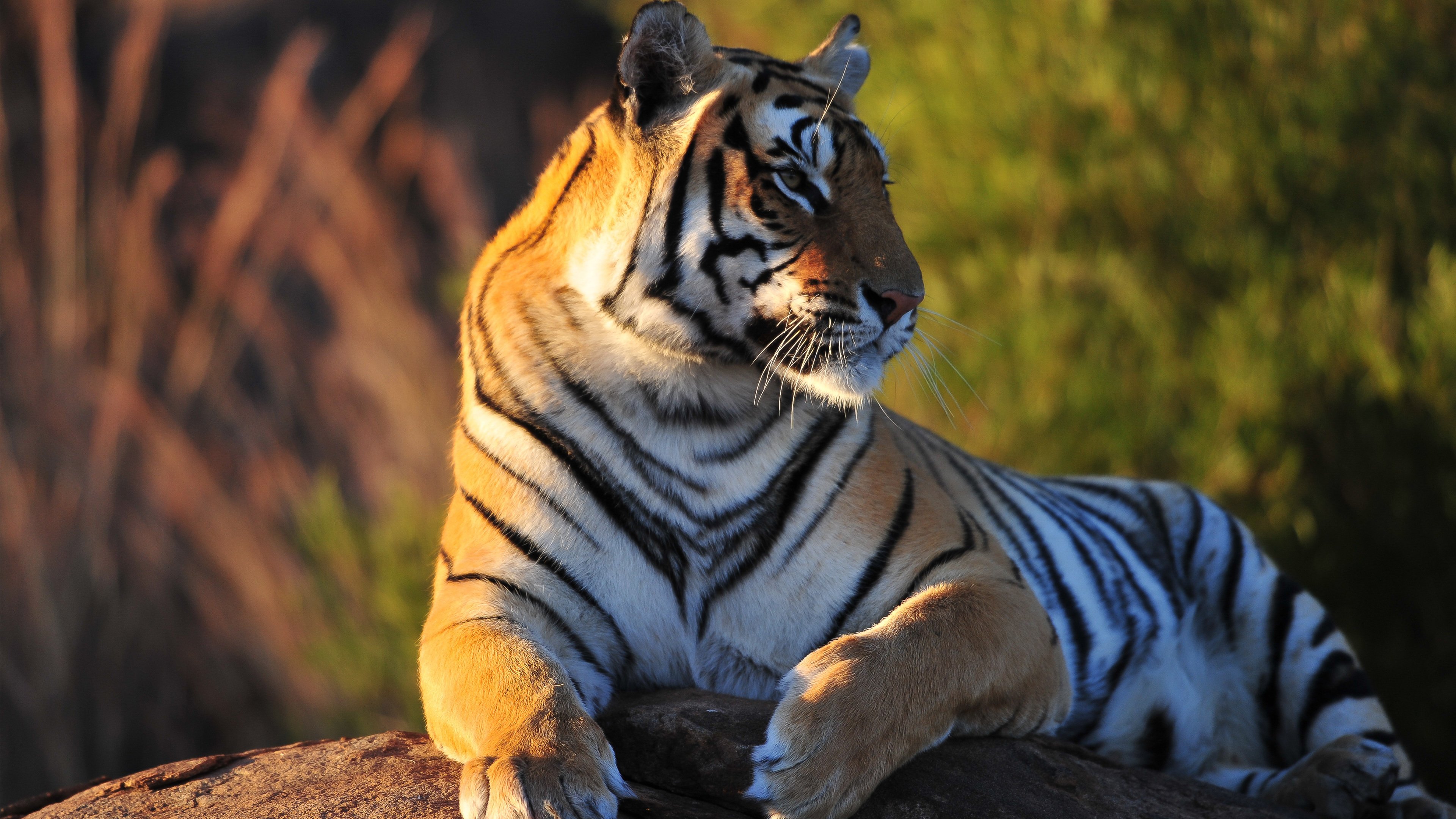 96年生肖鼠婚姻运势如何(96年属鼠的婚姻情况预算一下)