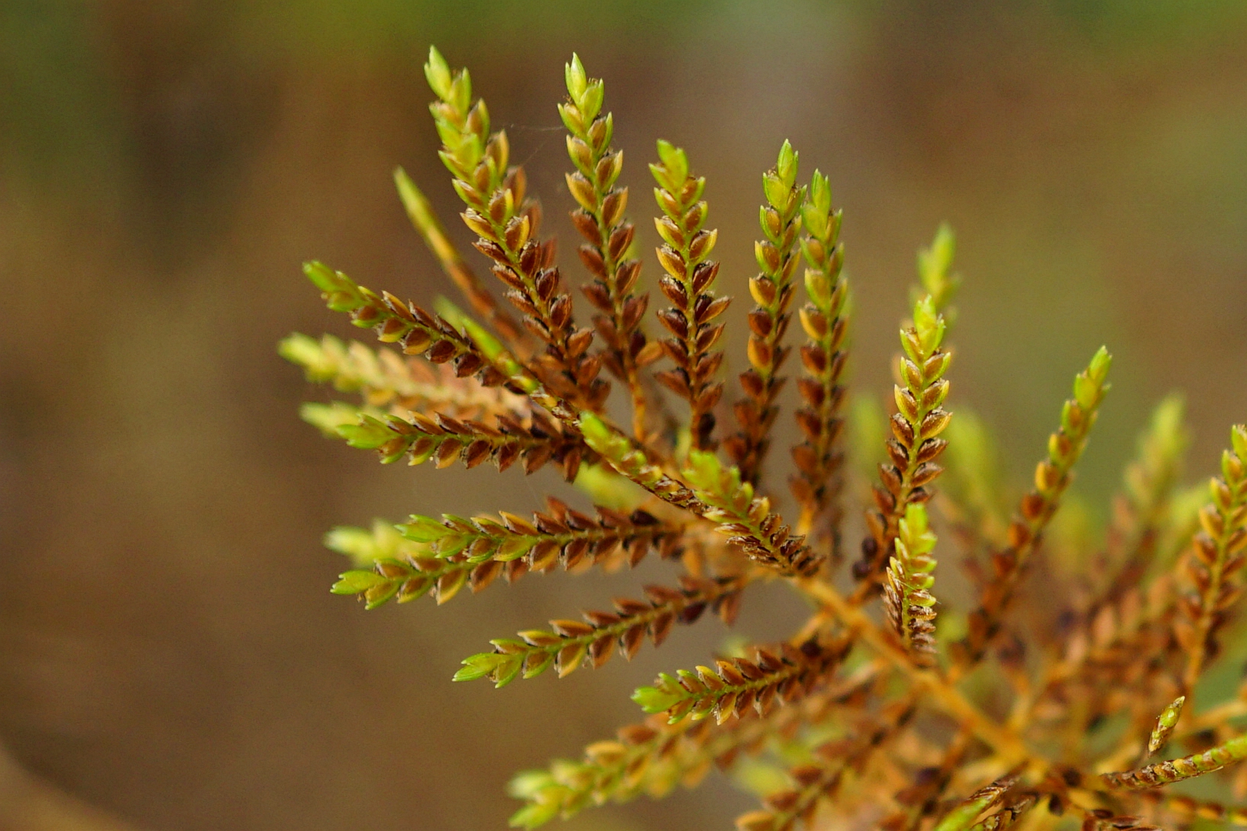 我见到的山东本土植物和园林栽培植物(231)具芒碎米莎草