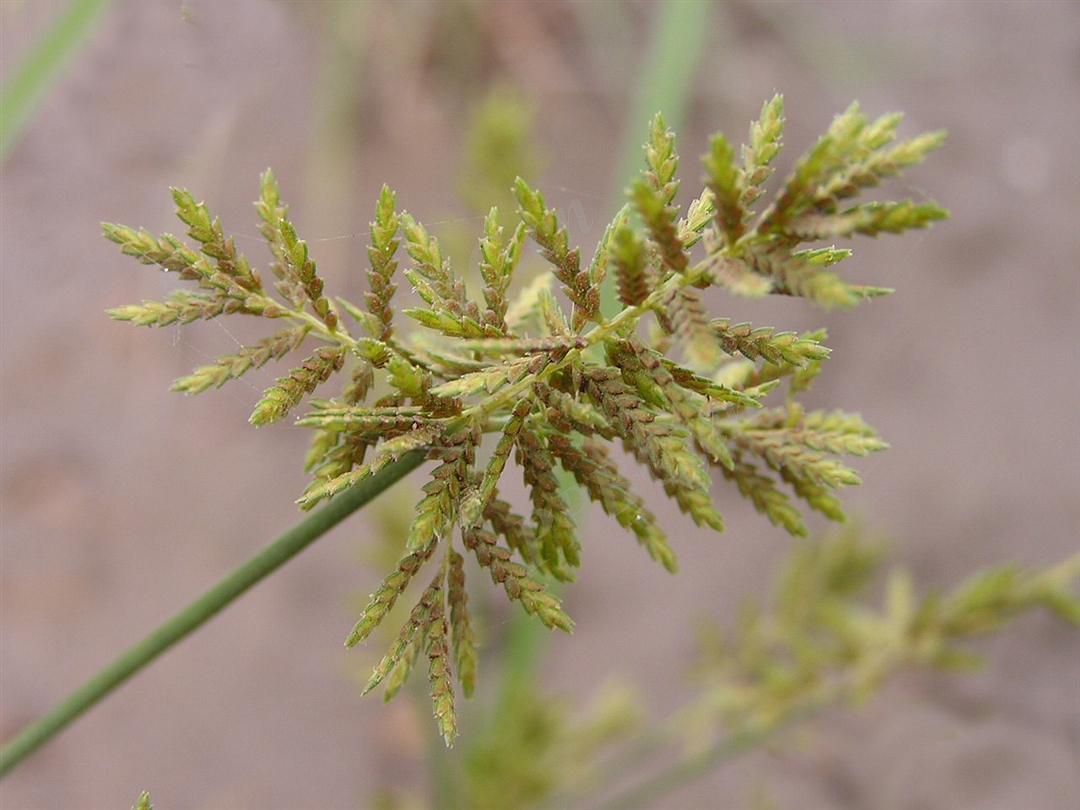 我见到的山东本土植物和园林栽培植物(231)具芒碎米莎草