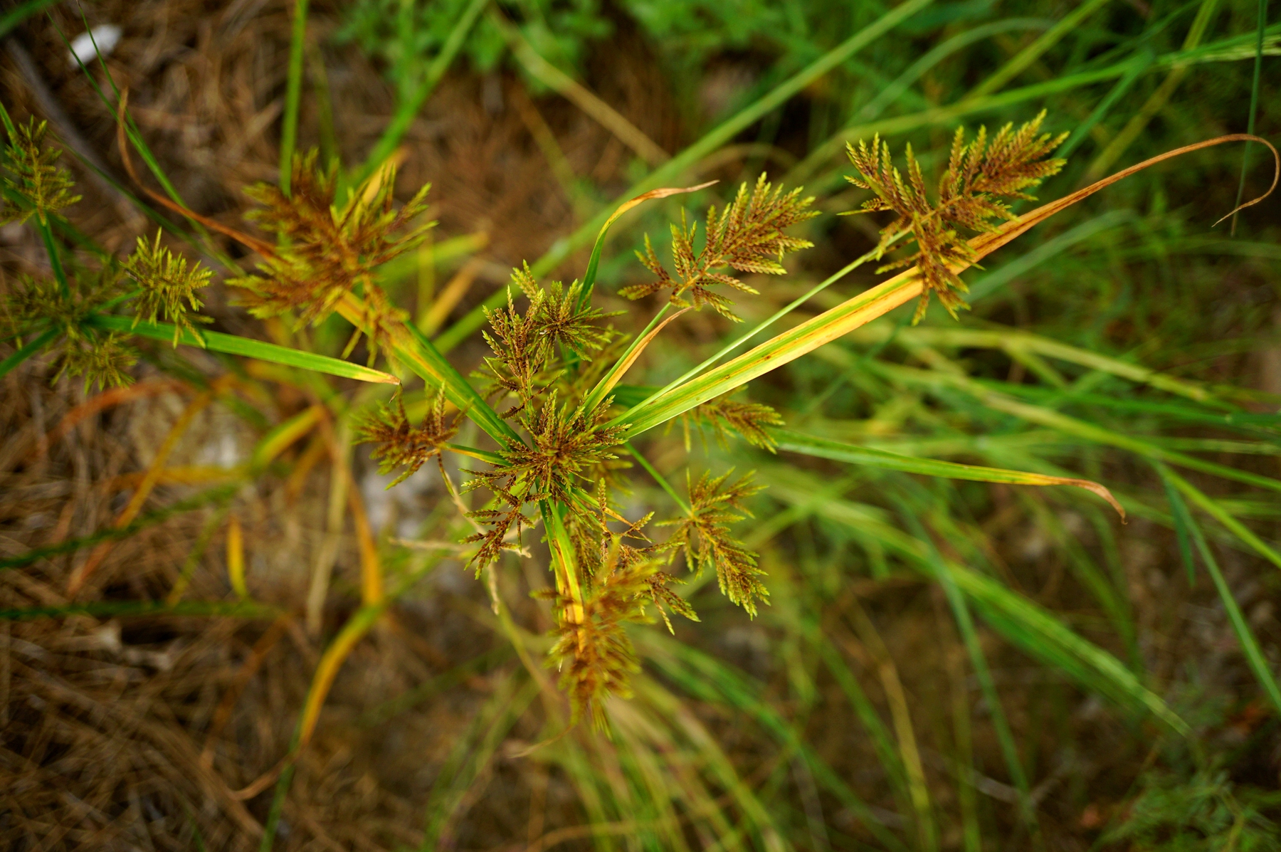 我见到的山东本土植物和园林栽培植物(231)具芒碎米莎草