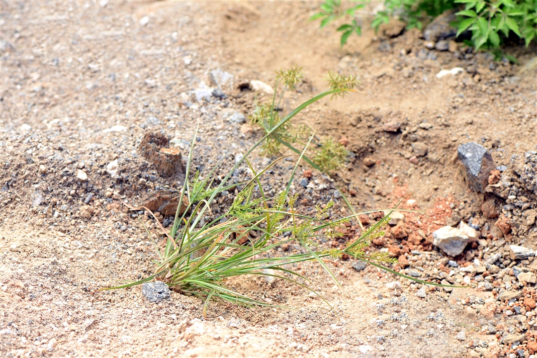 我见到的山东本土植物和园林栽培植物(231)具芒碎米莎草