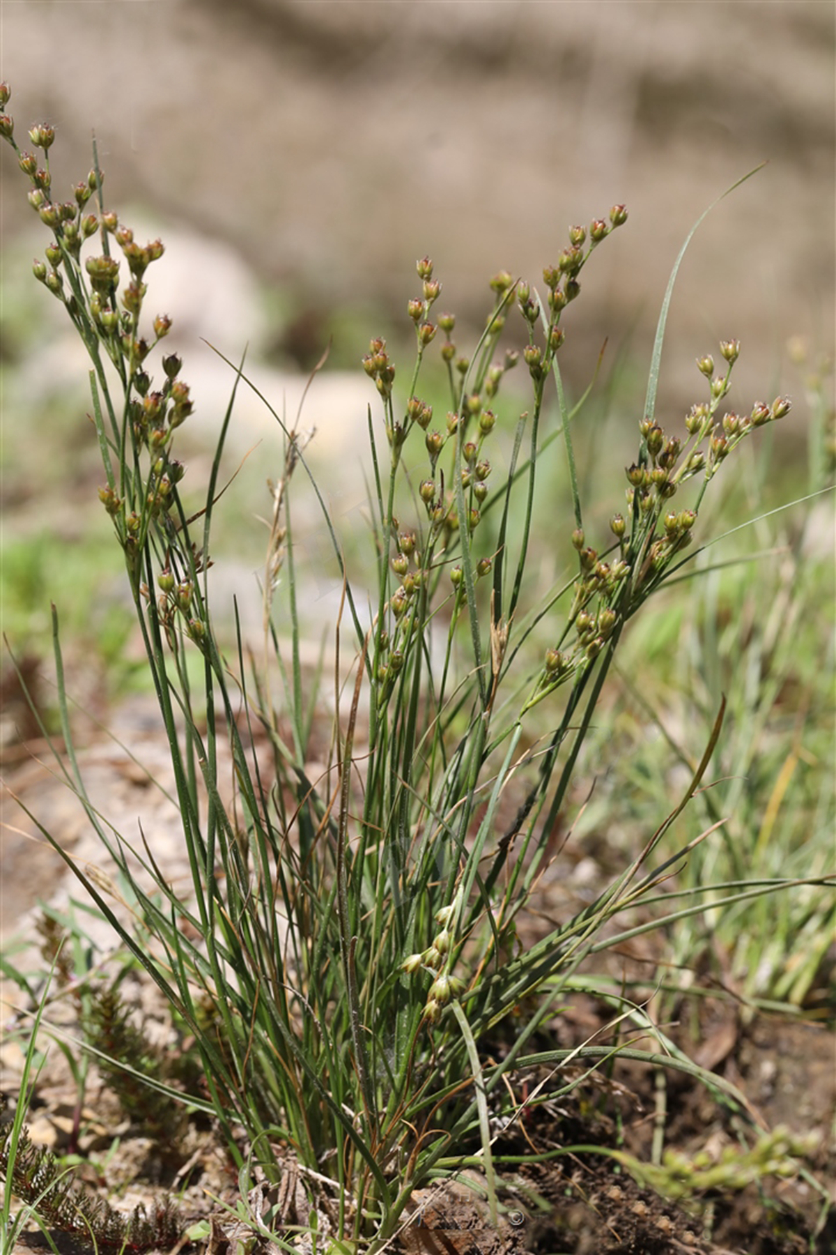 我见到的山东本土植物和园林栽培植物(258)洮南灯芯草?