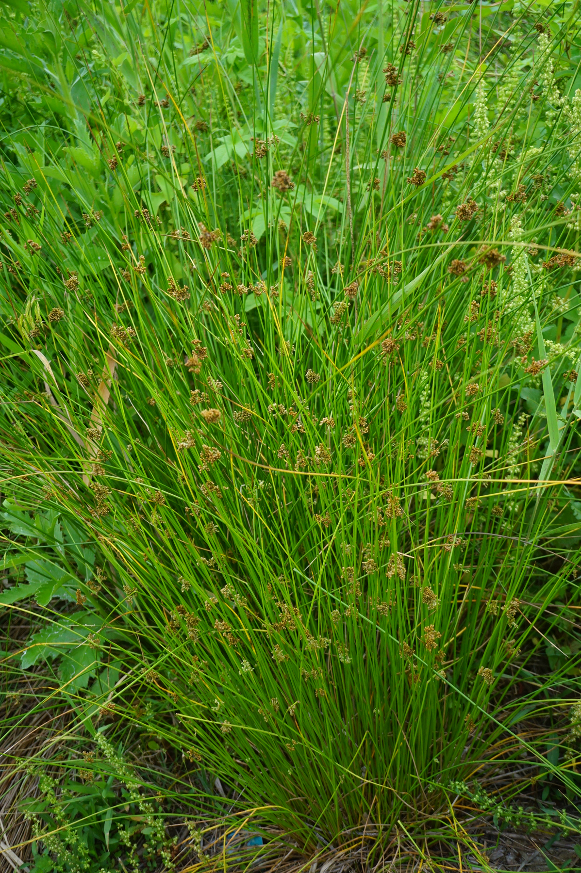 我见到的山东本土植物和园林栽培植物(252)野灯心草