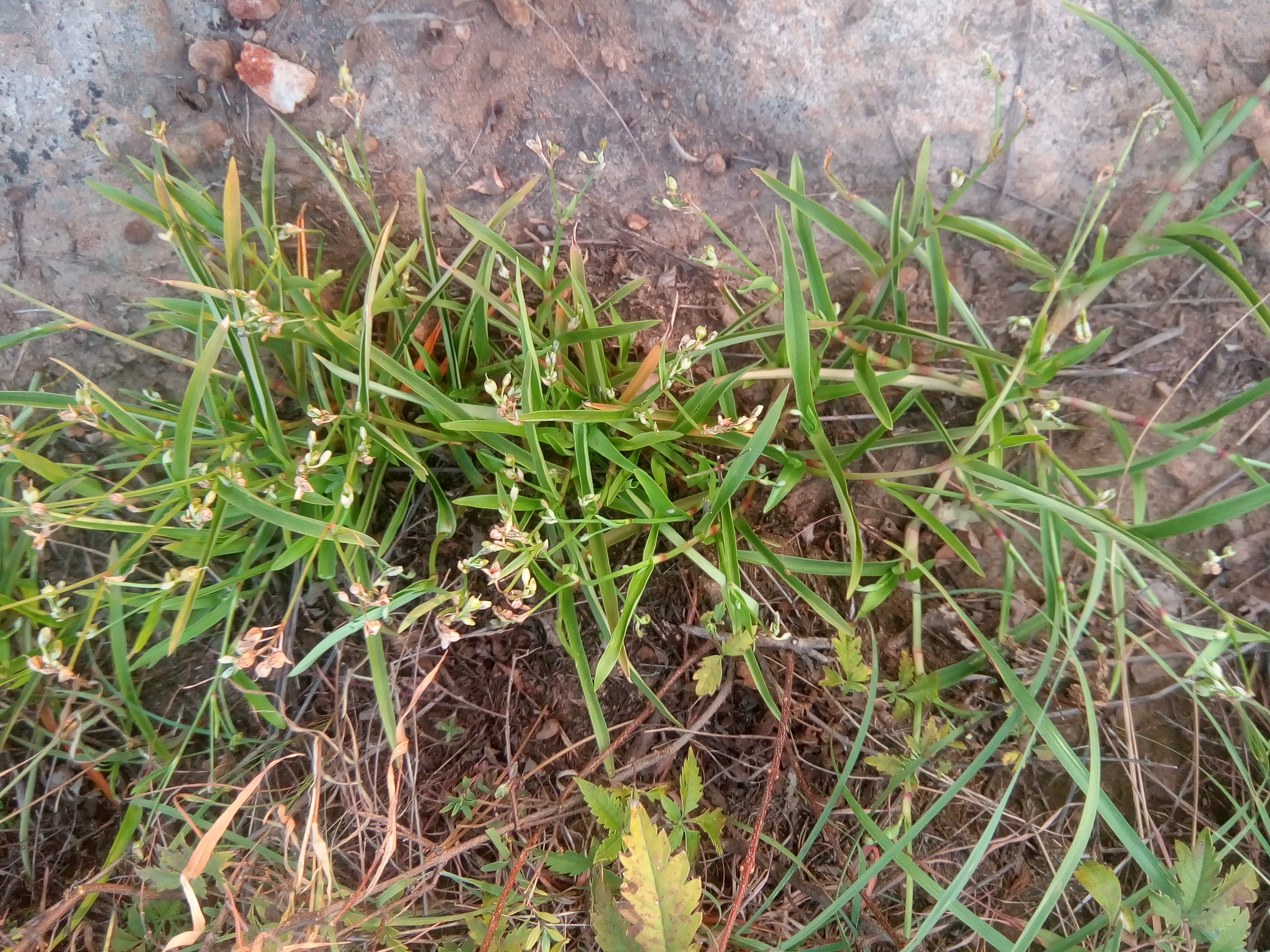 我见到的山东本土植物和园林栽培植物(267)裸花水竹叶