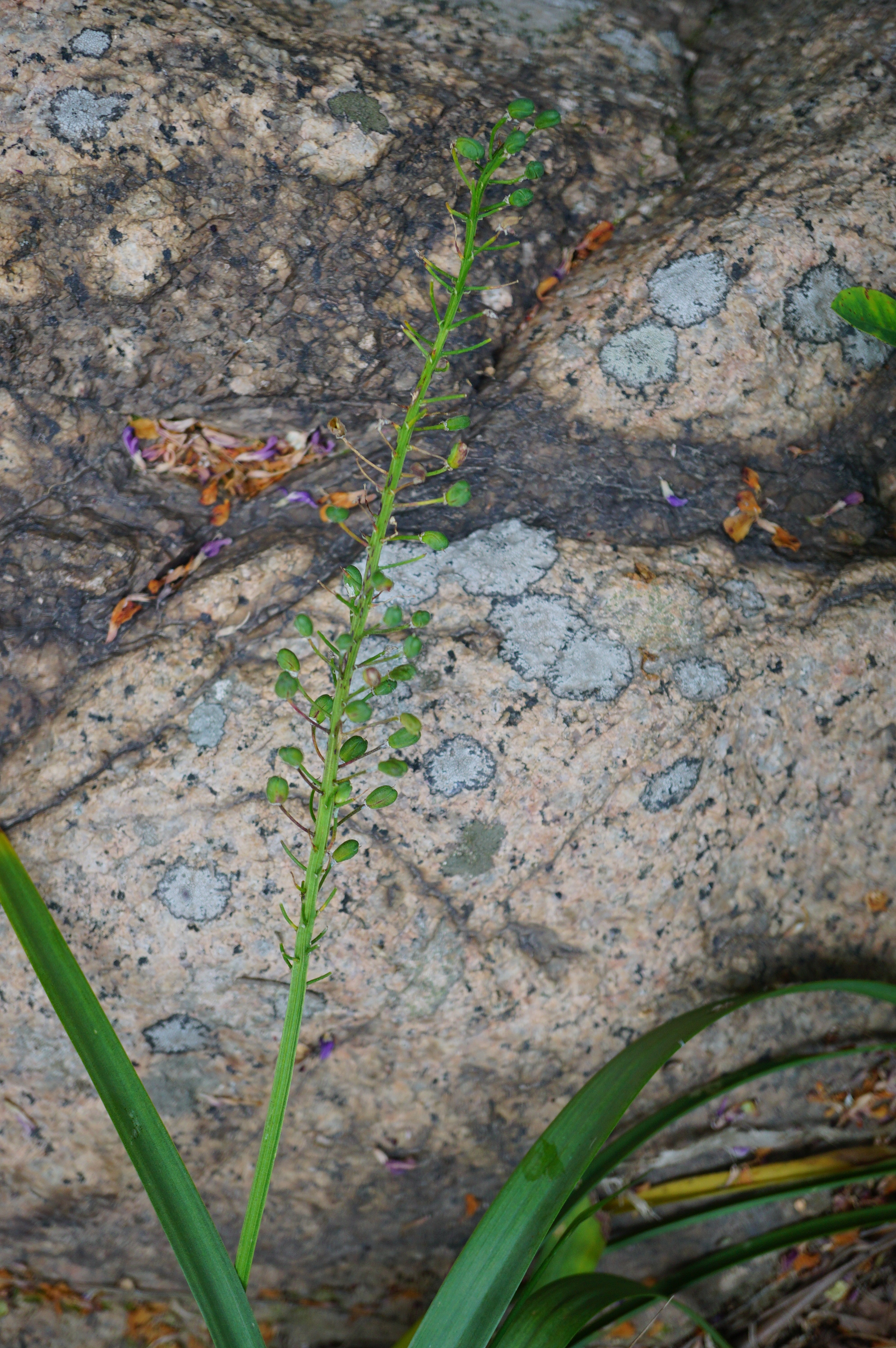 我见到的山东本土植物和园林栽培植物(278)绵枣儿