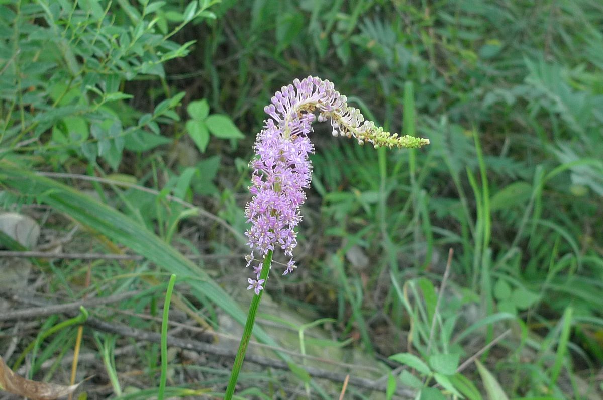 我见到的山东本土植物和园林栽培植物(278)绵枣儿