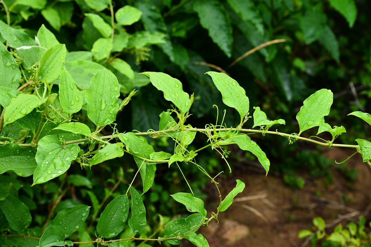 我见到的山东本土植物和园林栽培植物