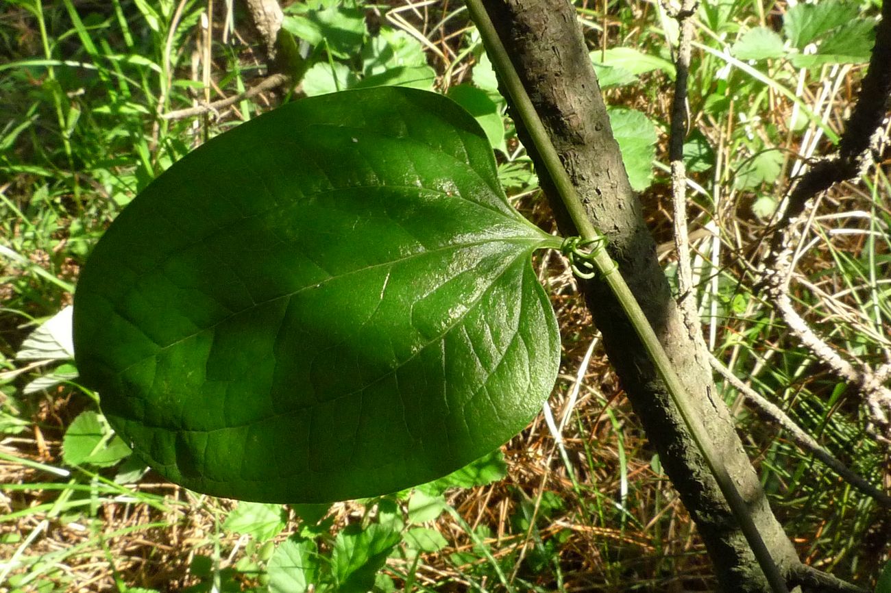 我见到的山东本土植物和园林栽培植物