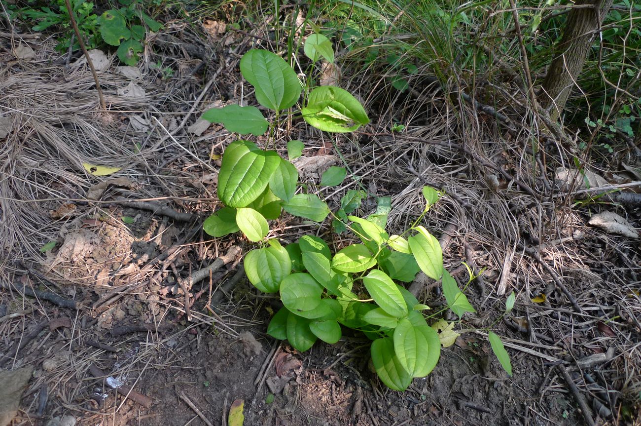 我见到的山东本土植物和园林栽培植物